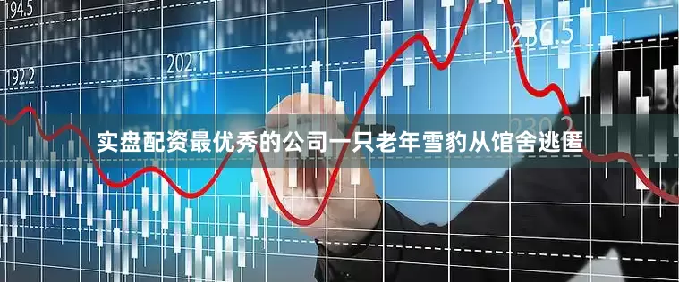 实盘配资最优秀的公司一只老年雪豹从馆舍逃匿