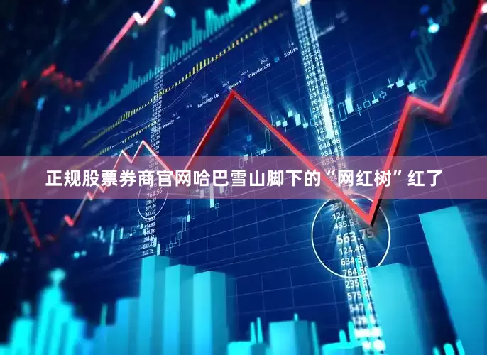 正规股票券商官网哈巴雪山脚下的“网红树”红了